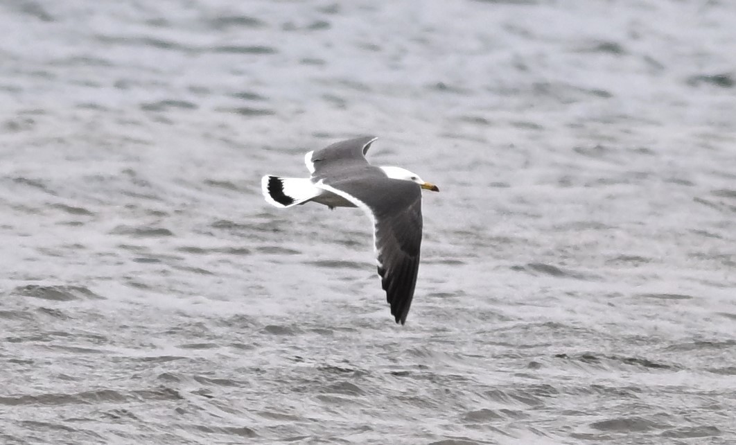 Japanmöwe - ML621402587