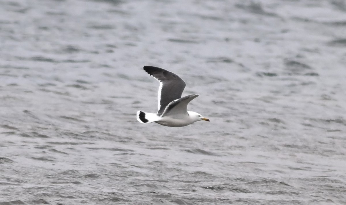 Japanmöwe - ML621402588