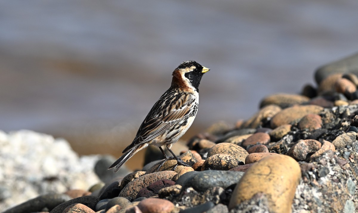 Spornammer - ML621402644