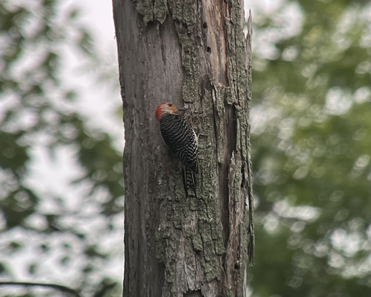 Red-bellied Woodpecker - Thierry Grandmont