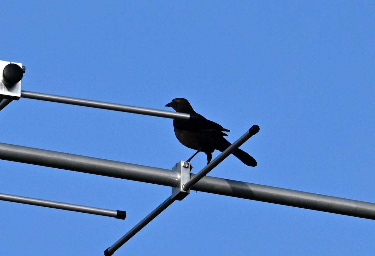 Großschwanzgrackel - ML621402667