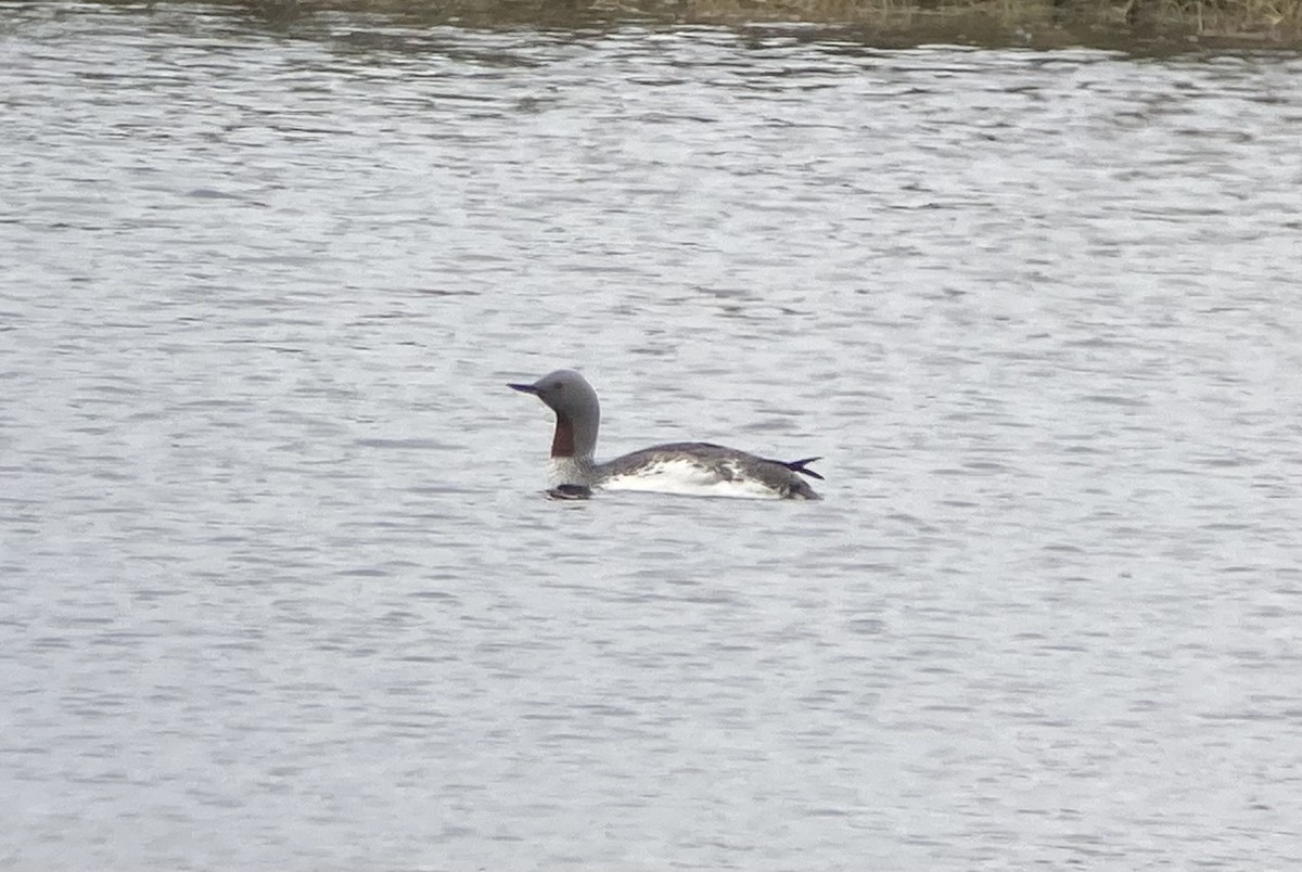 Red-throated Loon - ML621402741