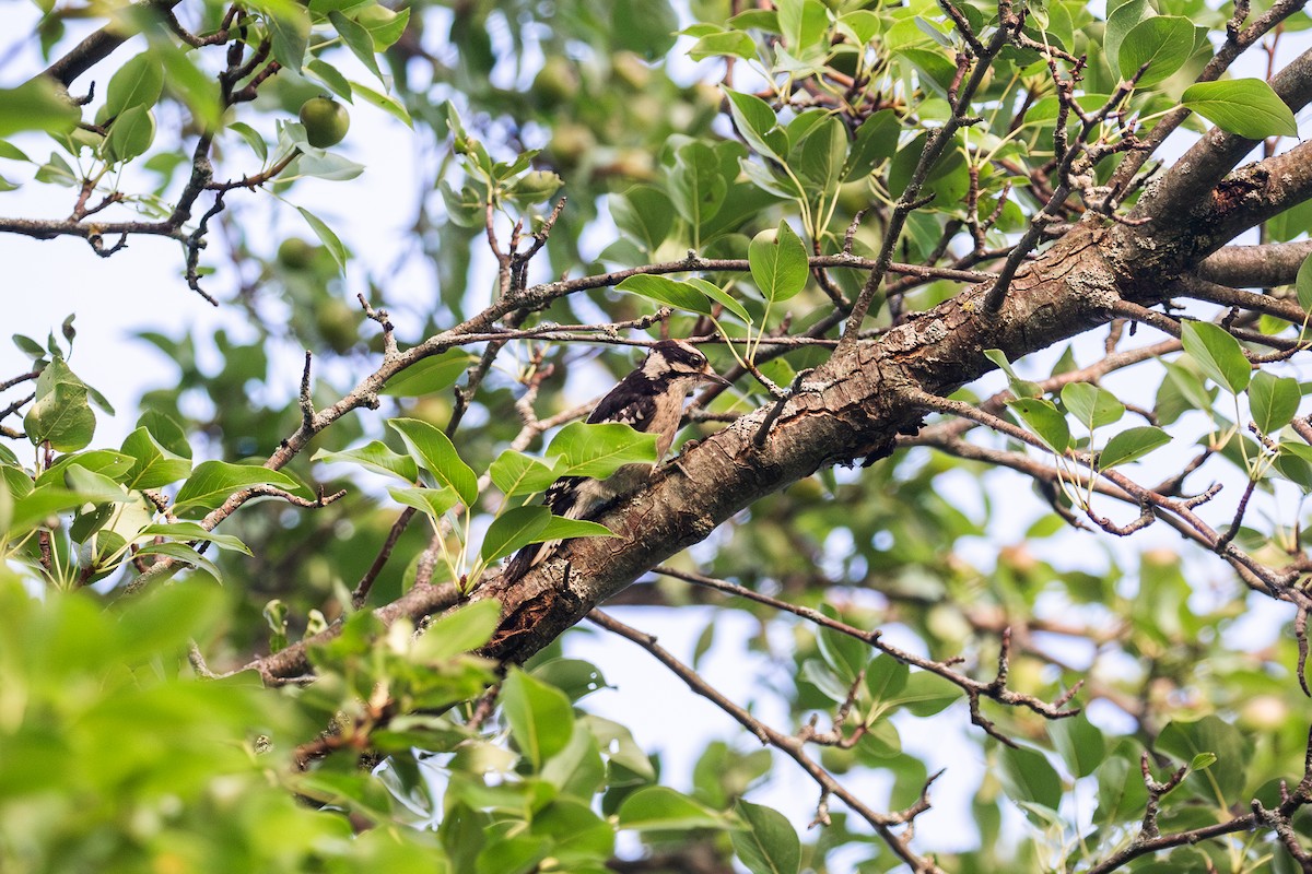 Hairy Woodpecker - ML621402774
