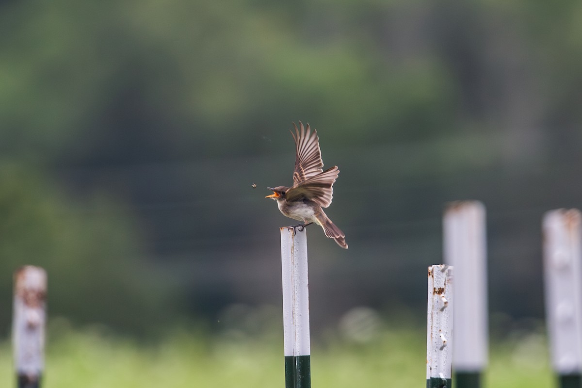 Eastern Phoebe - ML621402788