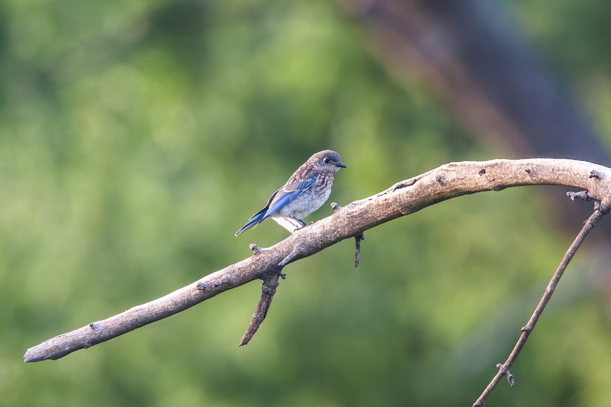 Eastern Bluebird - ML621402798