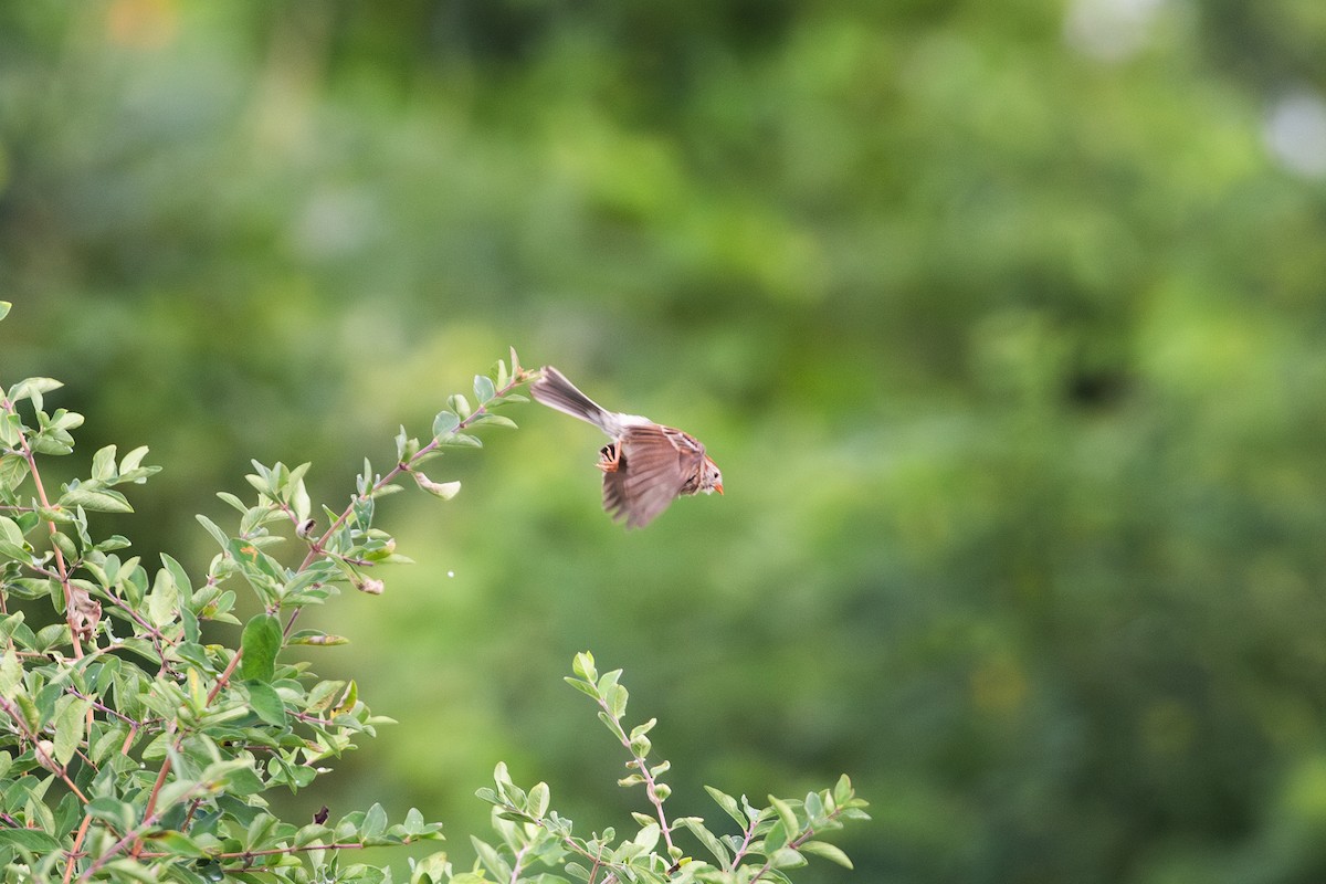 Field Sparrow - ML621402802