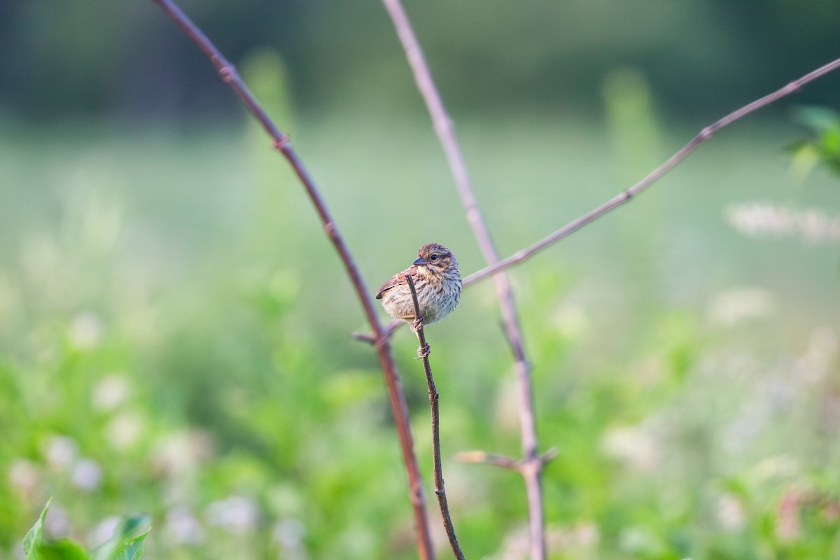 Song Sparrow - ML621402805
