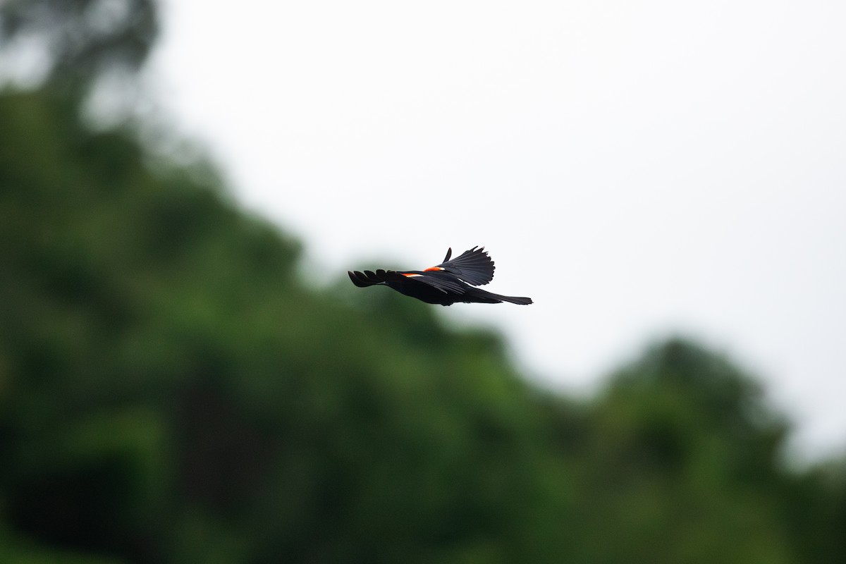 Red-winged Blackbird - ML621402814