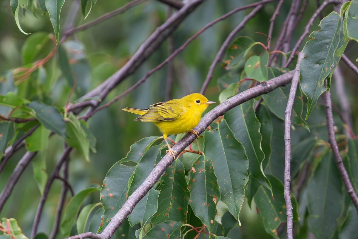 Northern Yellow Warbler - ML621402820