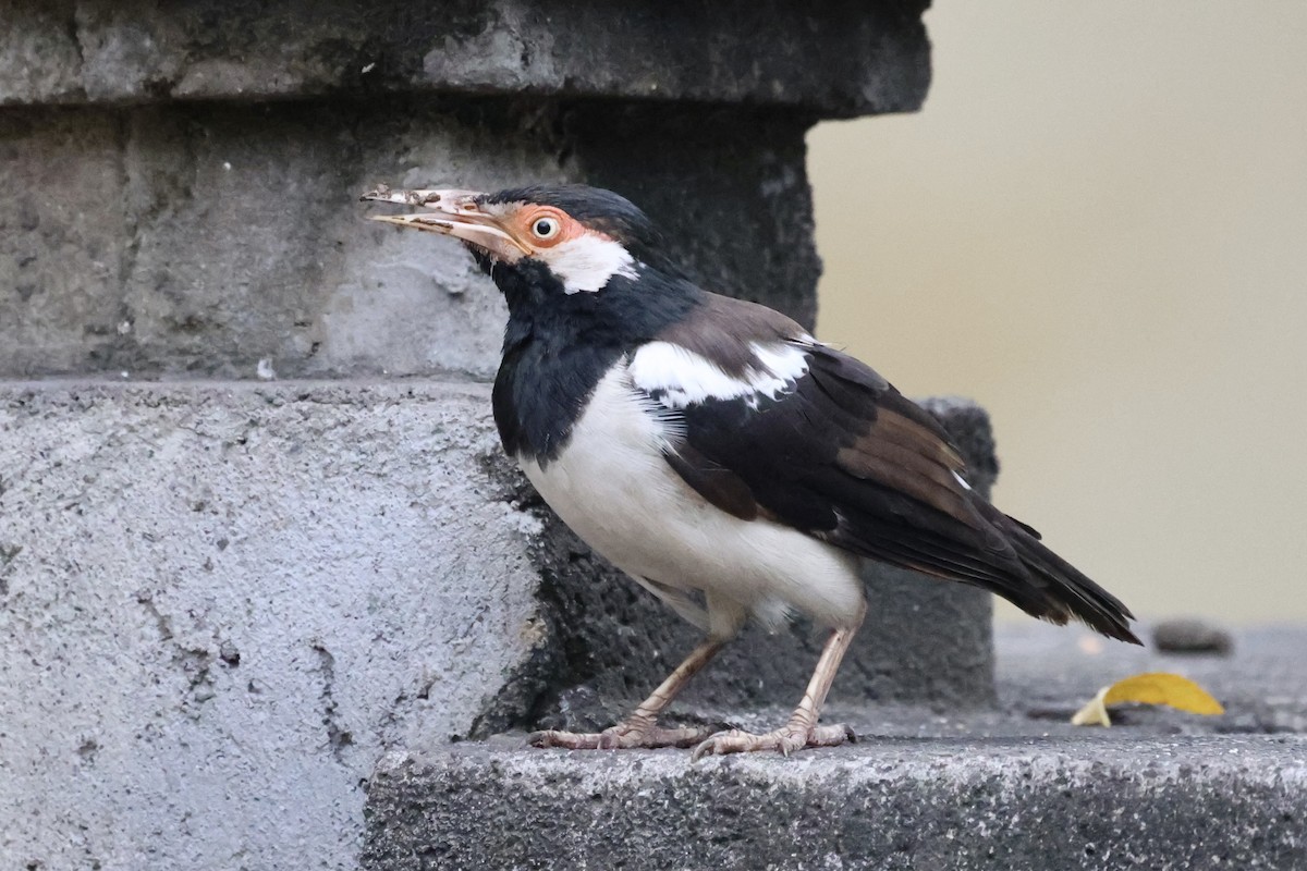 Javan Pied Starling - ML621402886