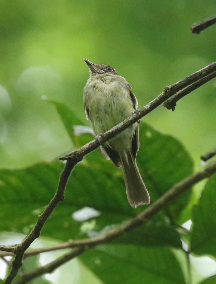 Sepia-capped Flycatcher - ML621402898
