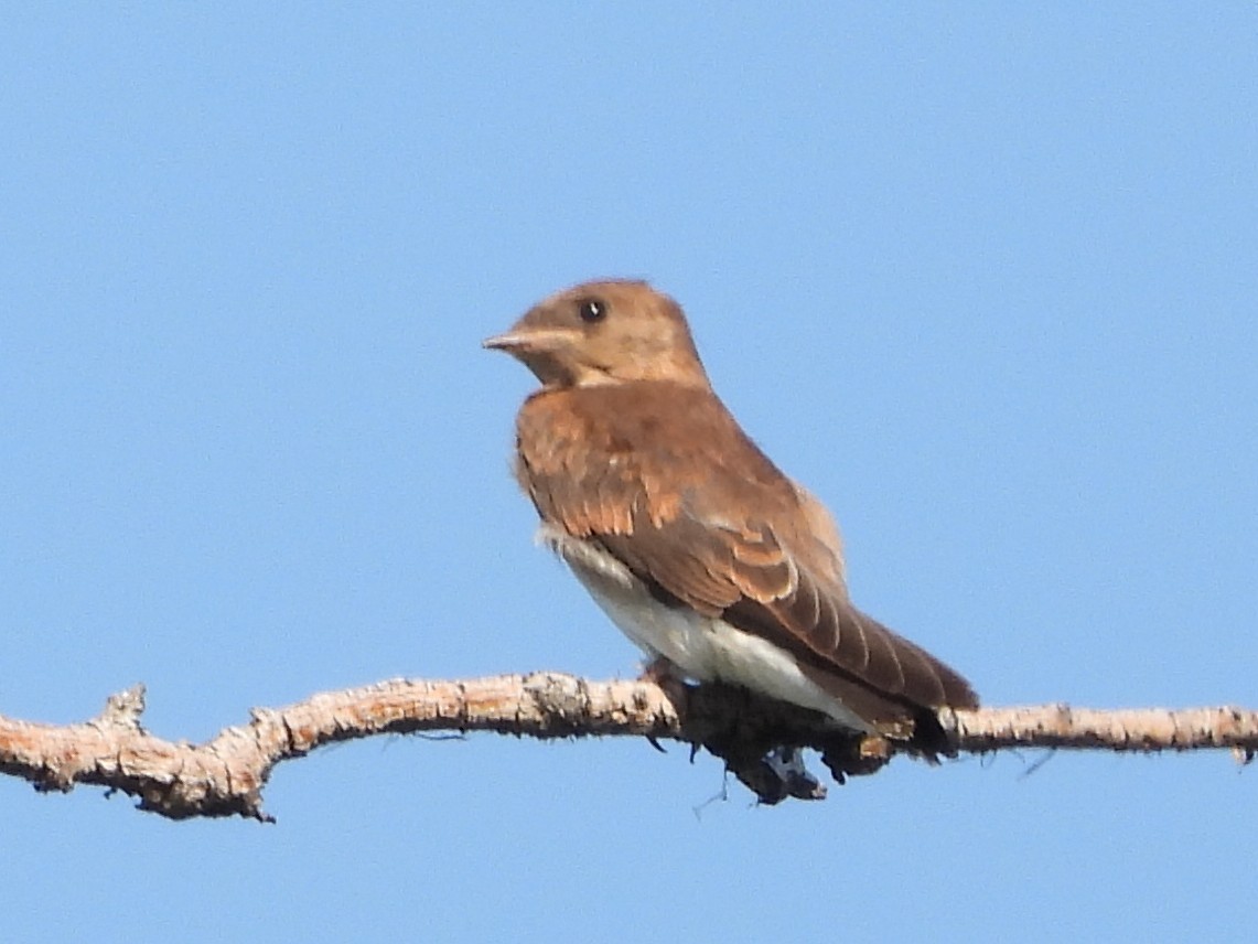Northern Rough-winged Swallow - ML621402913