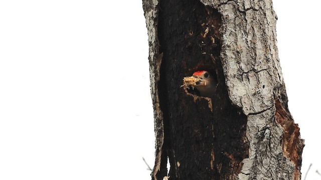 Red-bellied Woodpecker - ML621402930