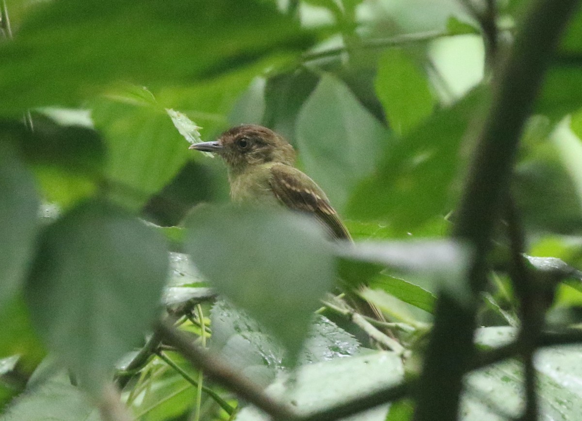 Sepia-capped Flycatcher - ML621402979
