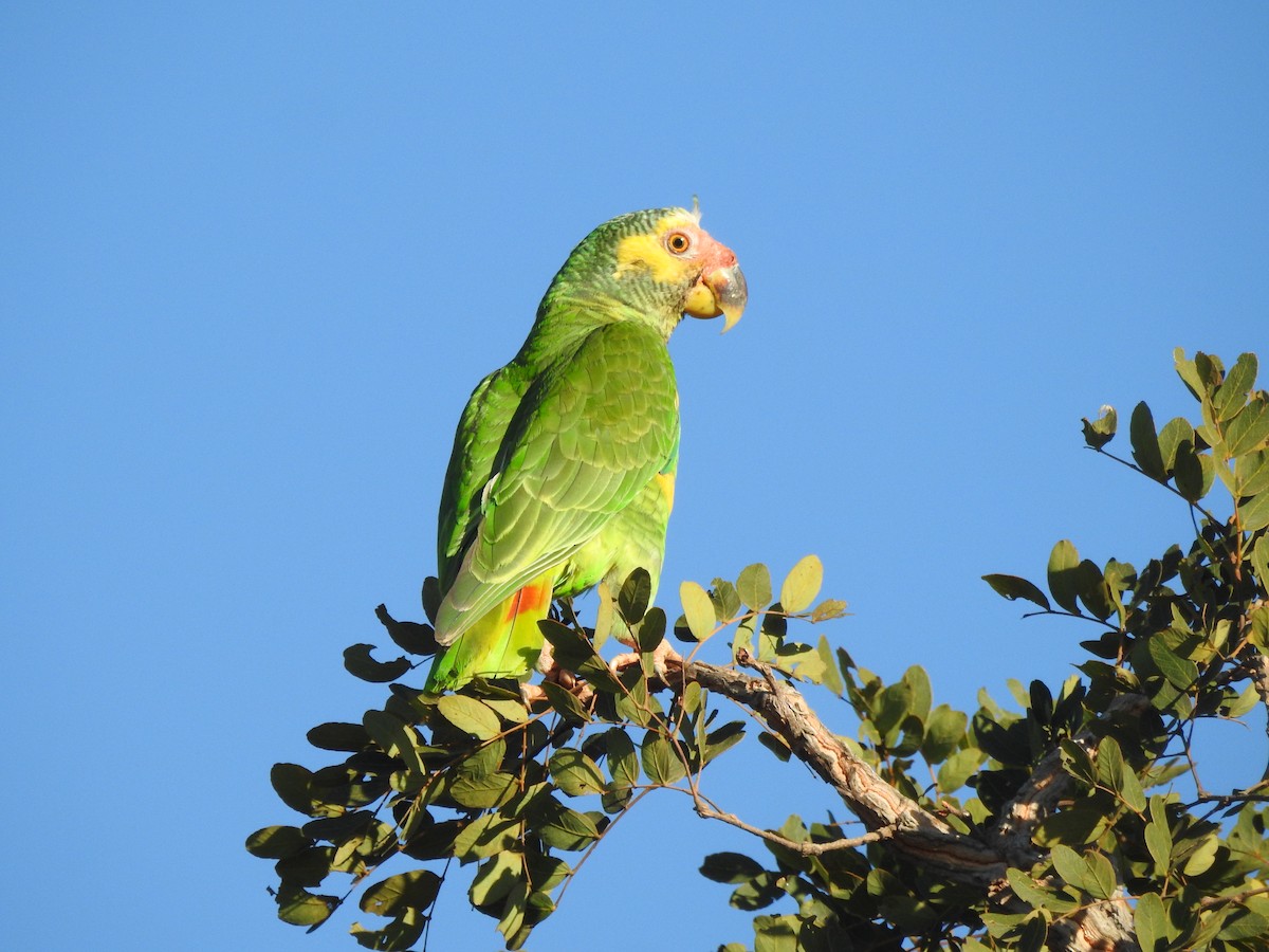 Yellow-faced Parrot - ML621402984