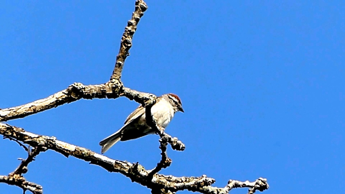 Chipping Sparrow - ML621402988