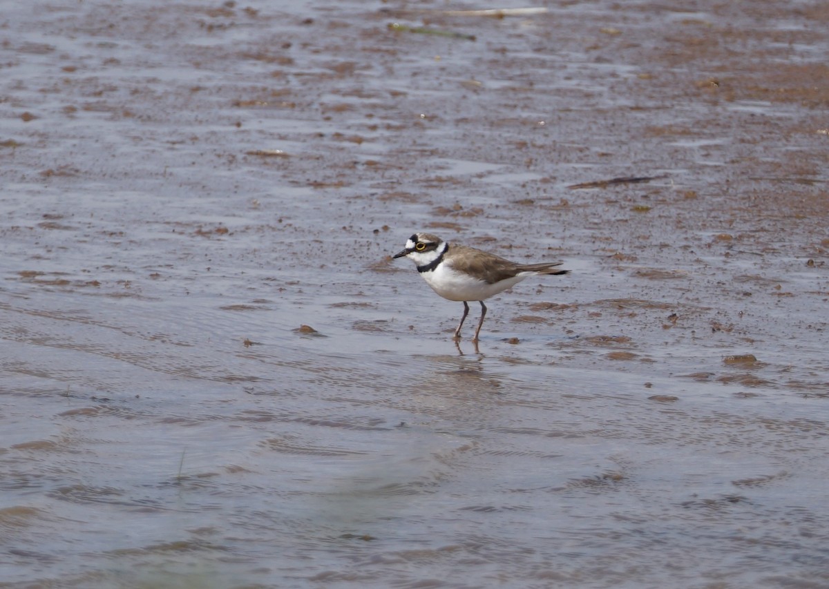 Little Ringed Plover (curonicus) - ML621402993