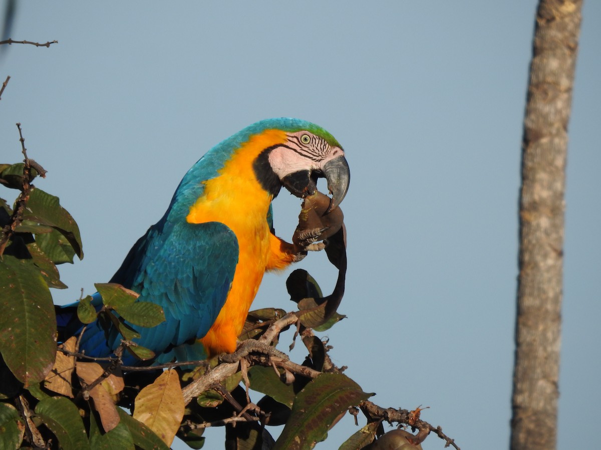 Blue-and-yellow Macaw - ML621403005