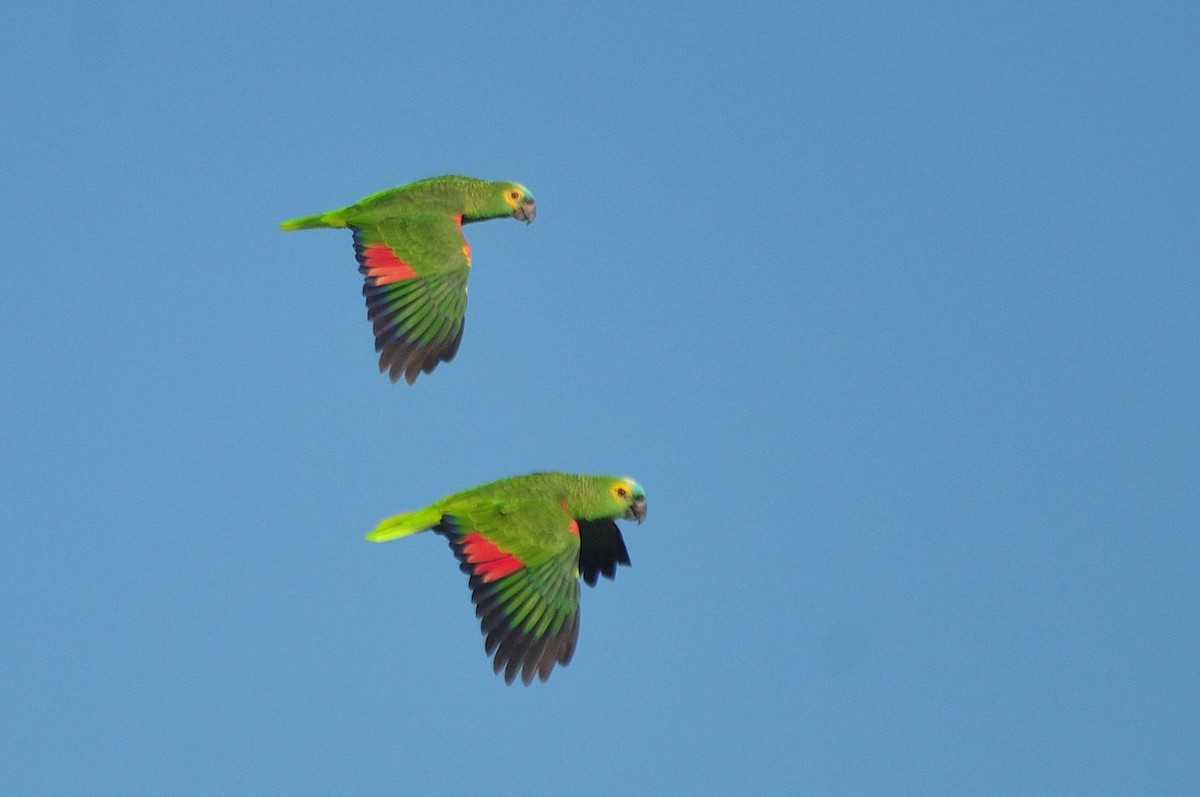 Turquoise-fronted Parrot - ML621403007