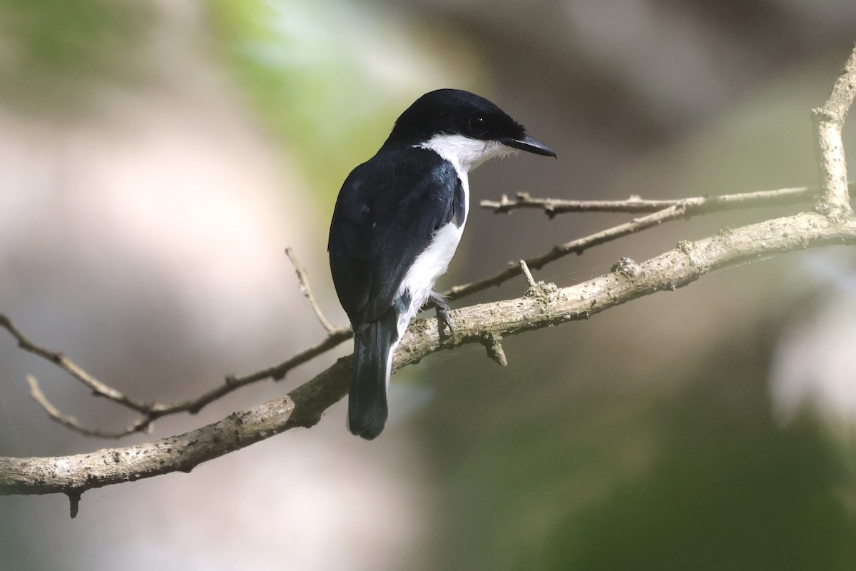 Black-winged Flycatcher-shrike - ML621403094