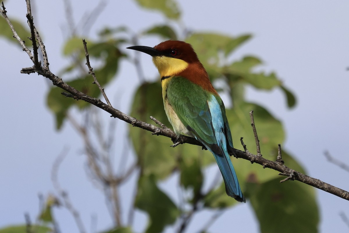 Chestnut-headed Bee-eater - ML621403111