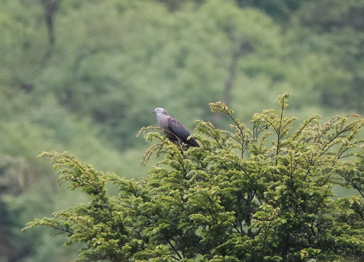 Speckled Wood-Pigeon - ML621403145