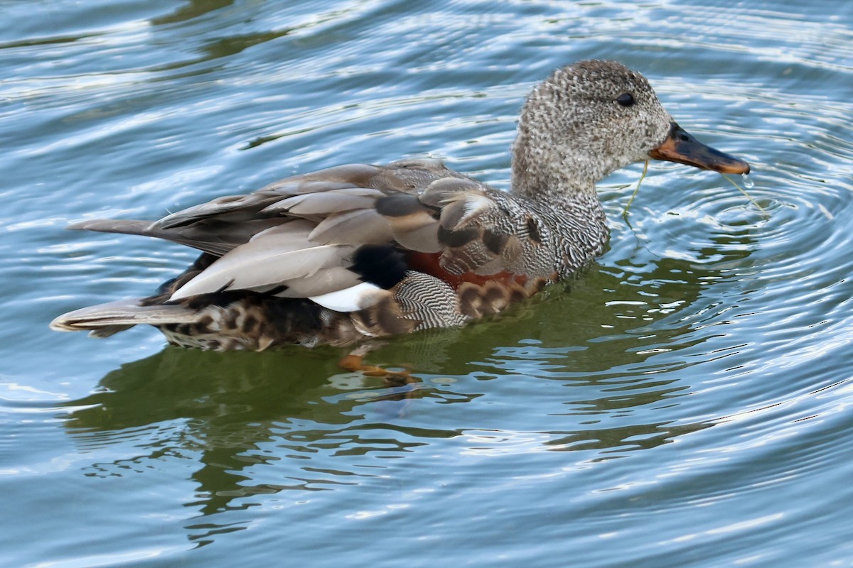 Gadwall - ML621403164