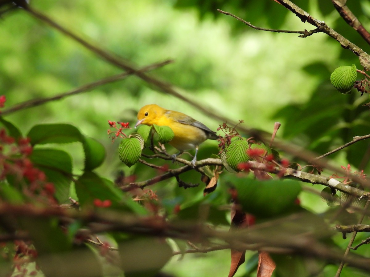 Prothonotary Warbler - ML621403187