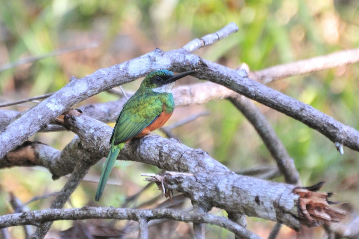 Rufous-tailed Jacamar - ML621403208