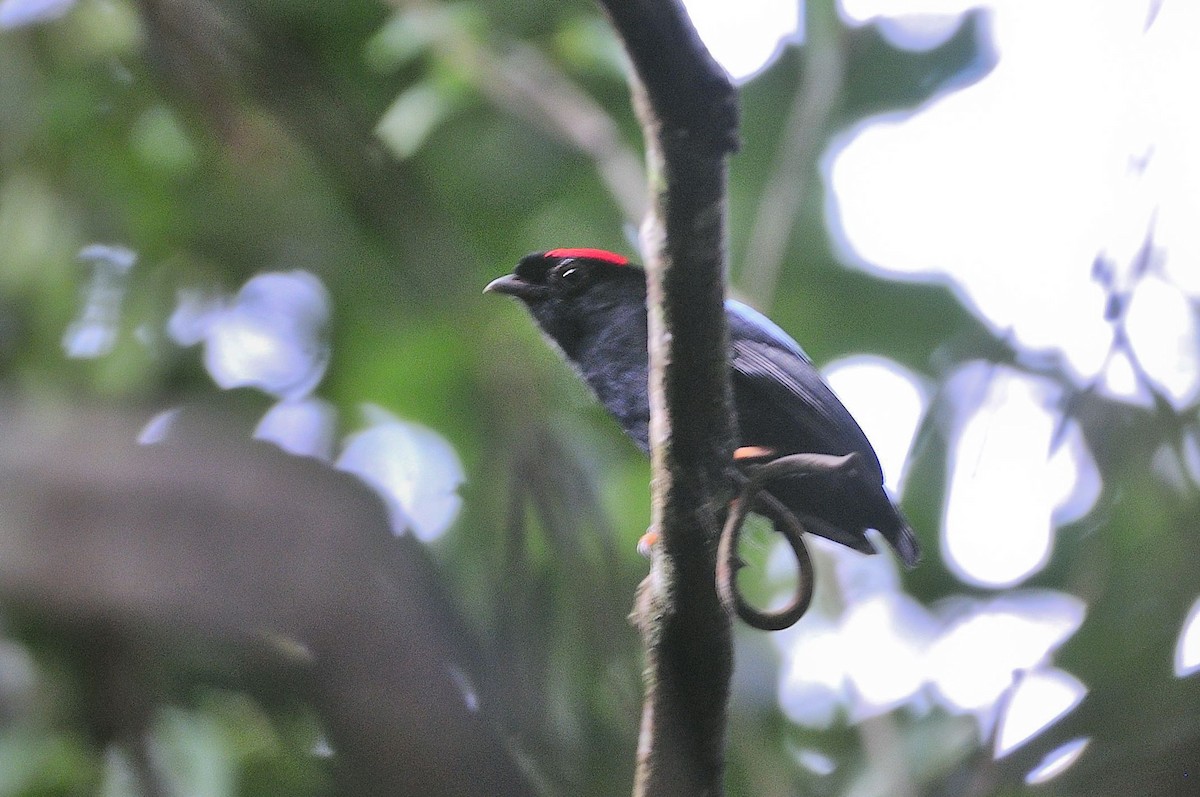 Blue-backed Manakin - ML621403258