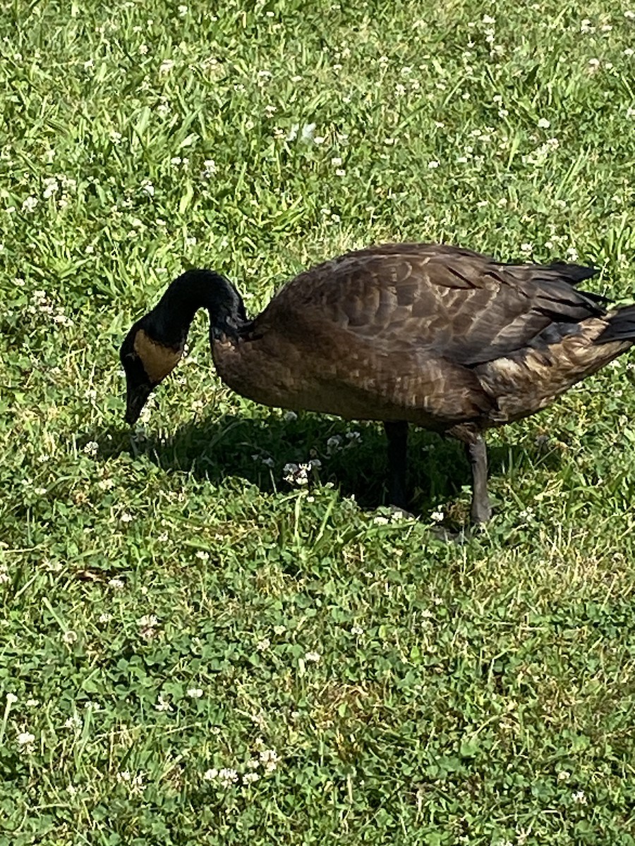 Canada Goose - ML621403335