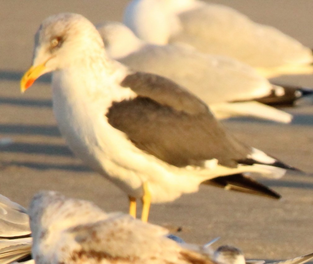 Lesser Black-backed Gull - ML621403344