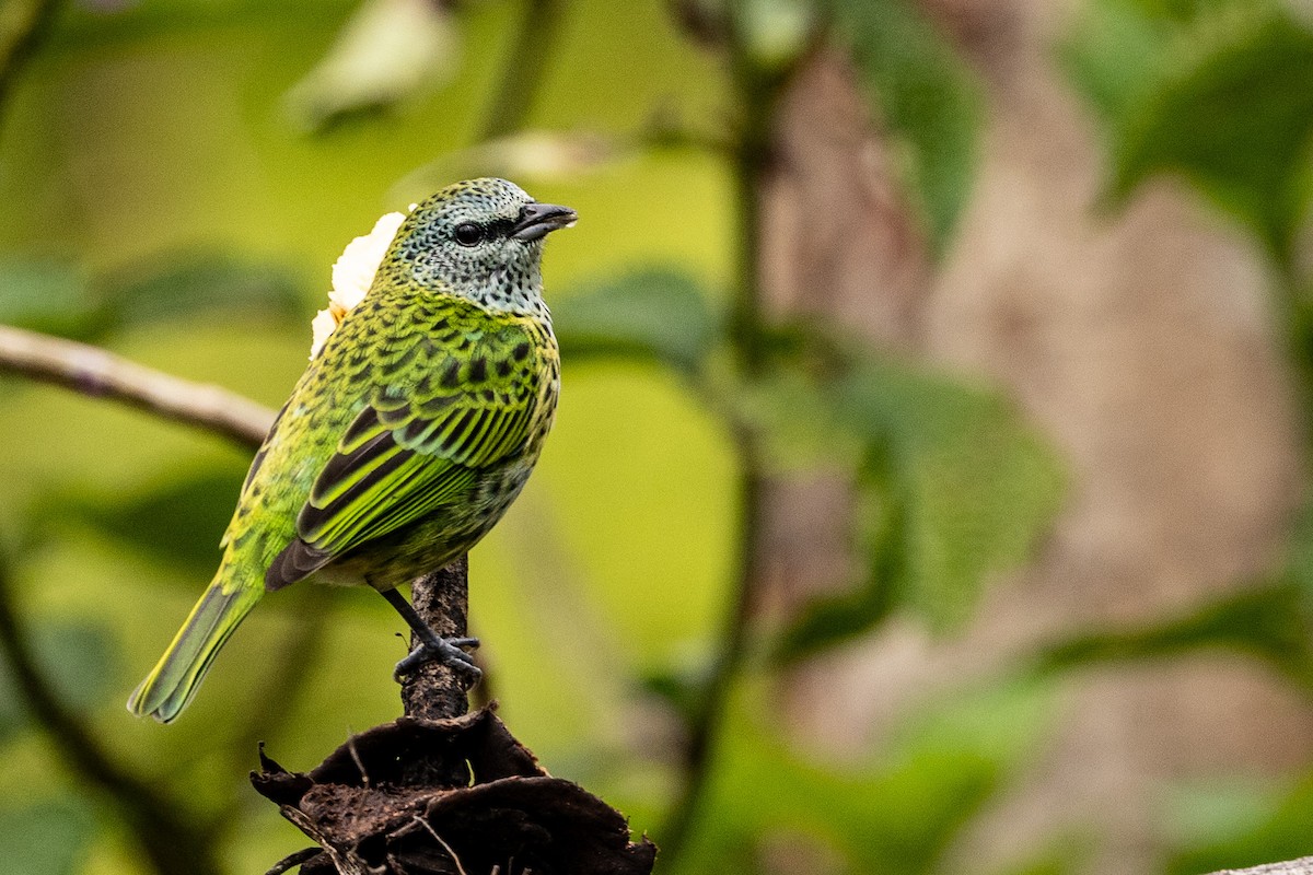 Spotted Tanager - ML621403359