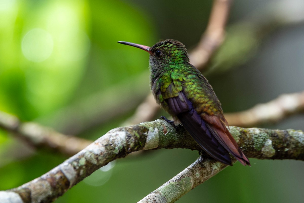 Rufous-tailed Hummingbird - ML621403385