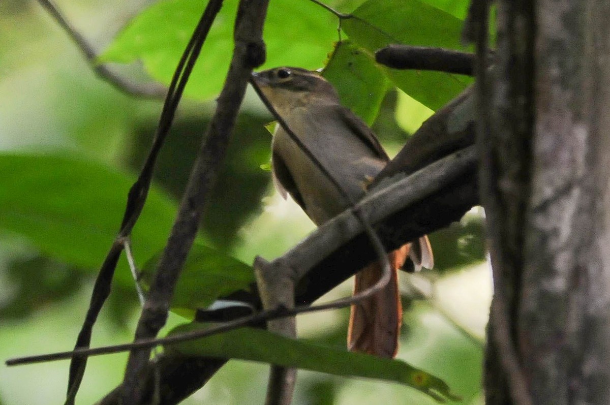 Rufous-rumped Foliage-gleaner - ML621403479