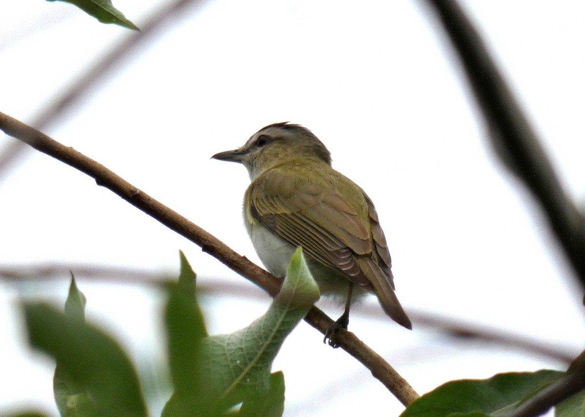 Red-eyed Vireo - ML621403517