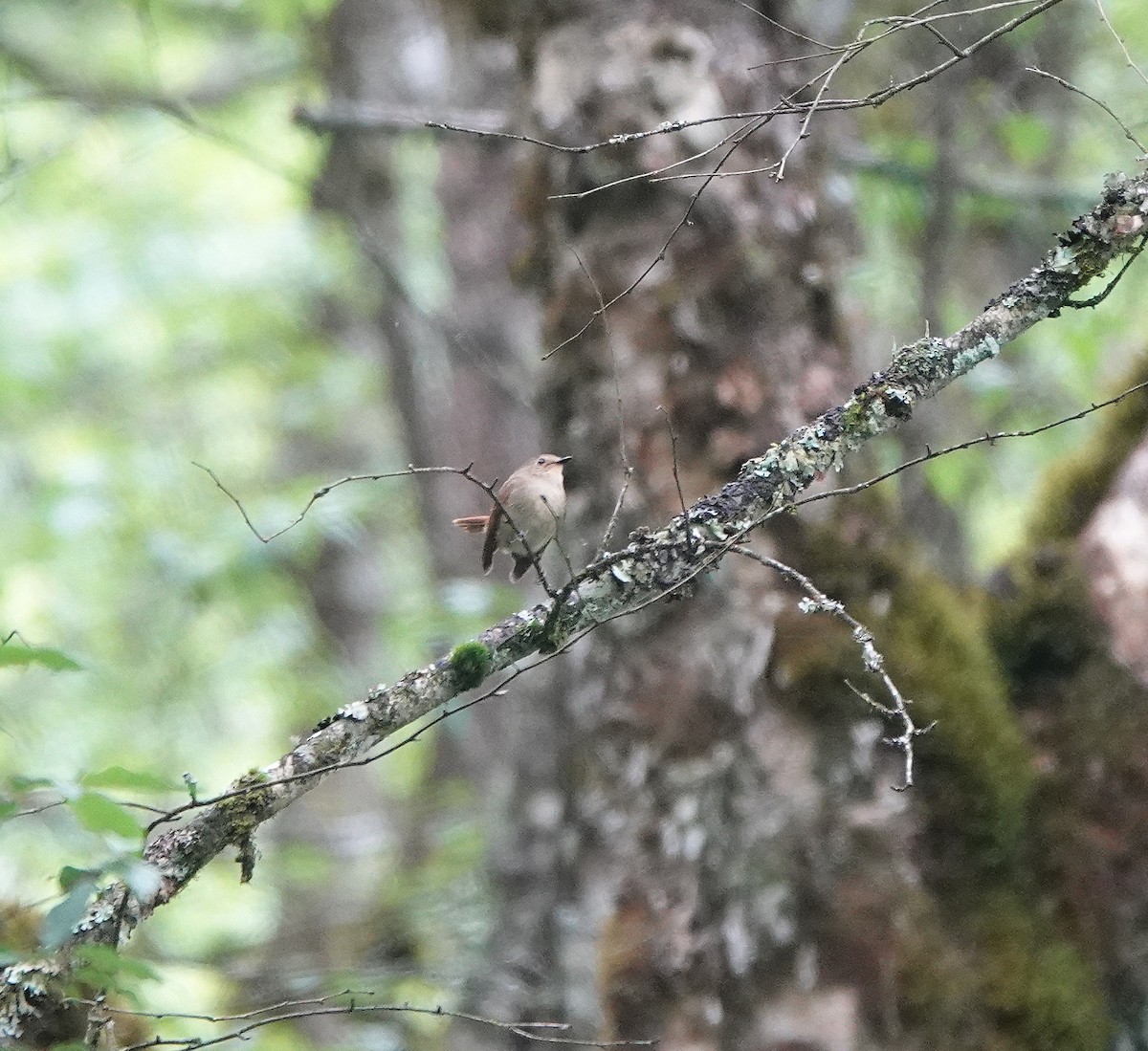 Slaty-blue Flycatcher - Nick Addey