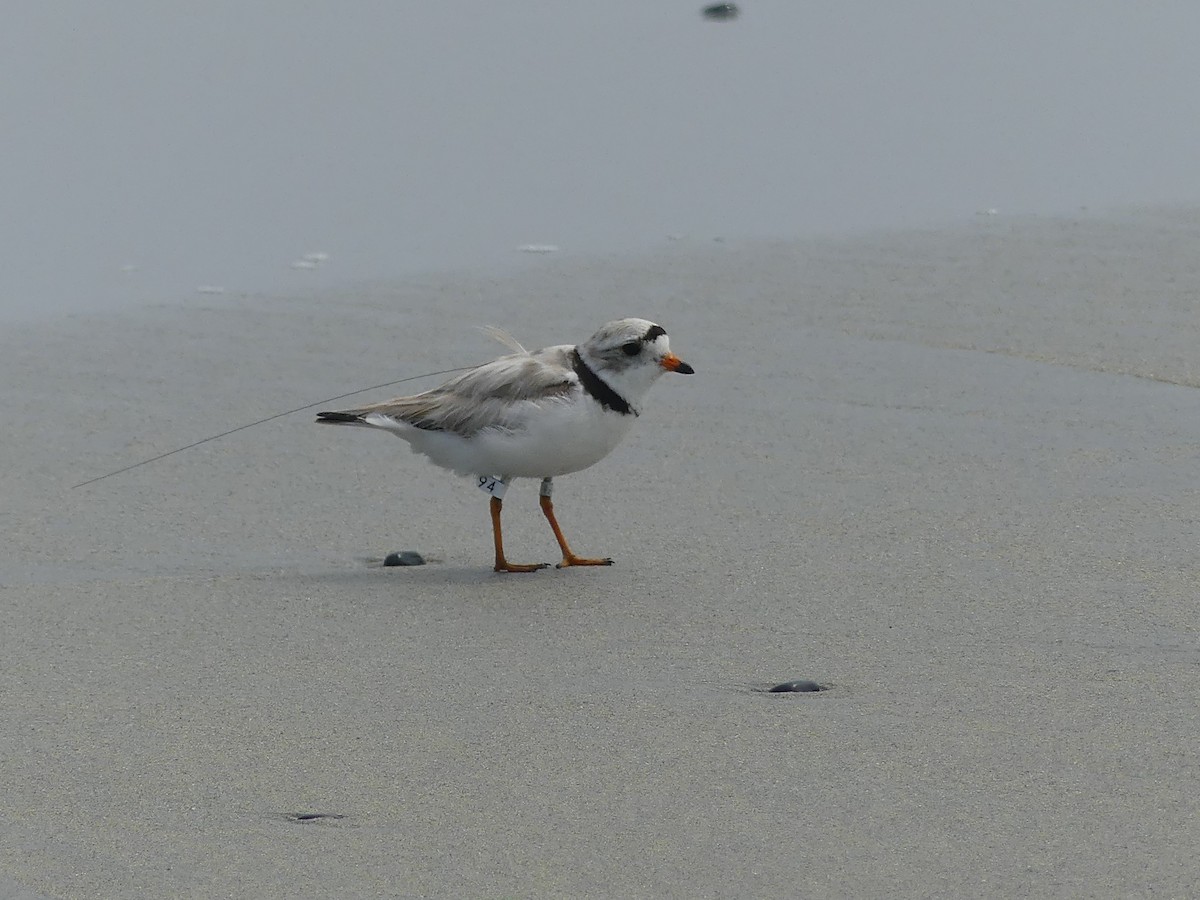 Piping Plover - ML621403577