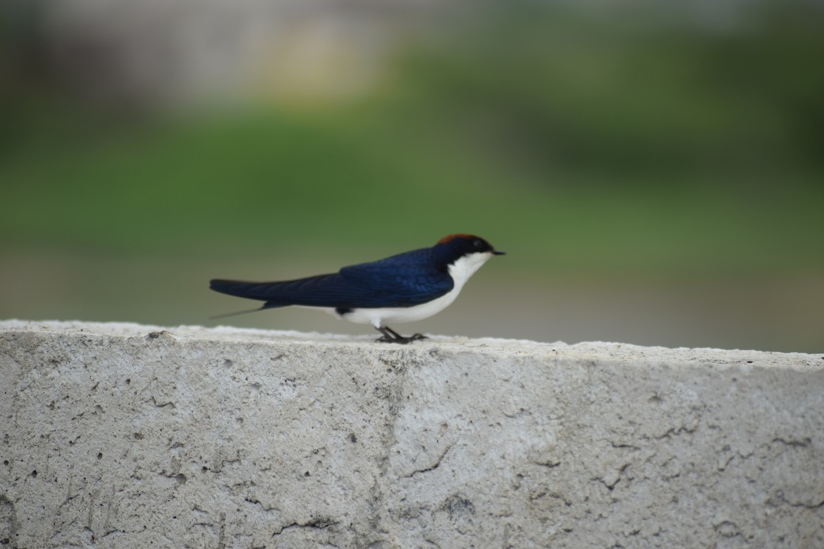 Wire-tailed Swallow - ML621403613