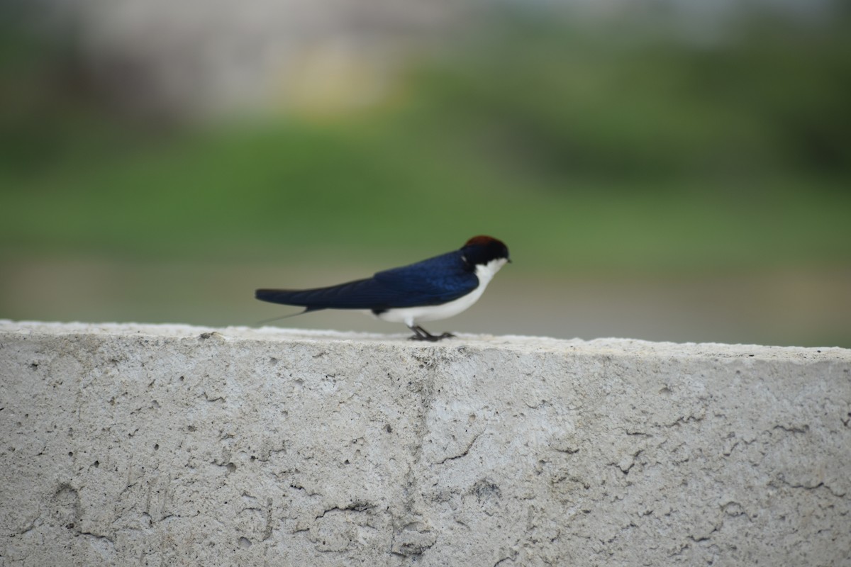 Wire-tailed Swallow - ML621403614