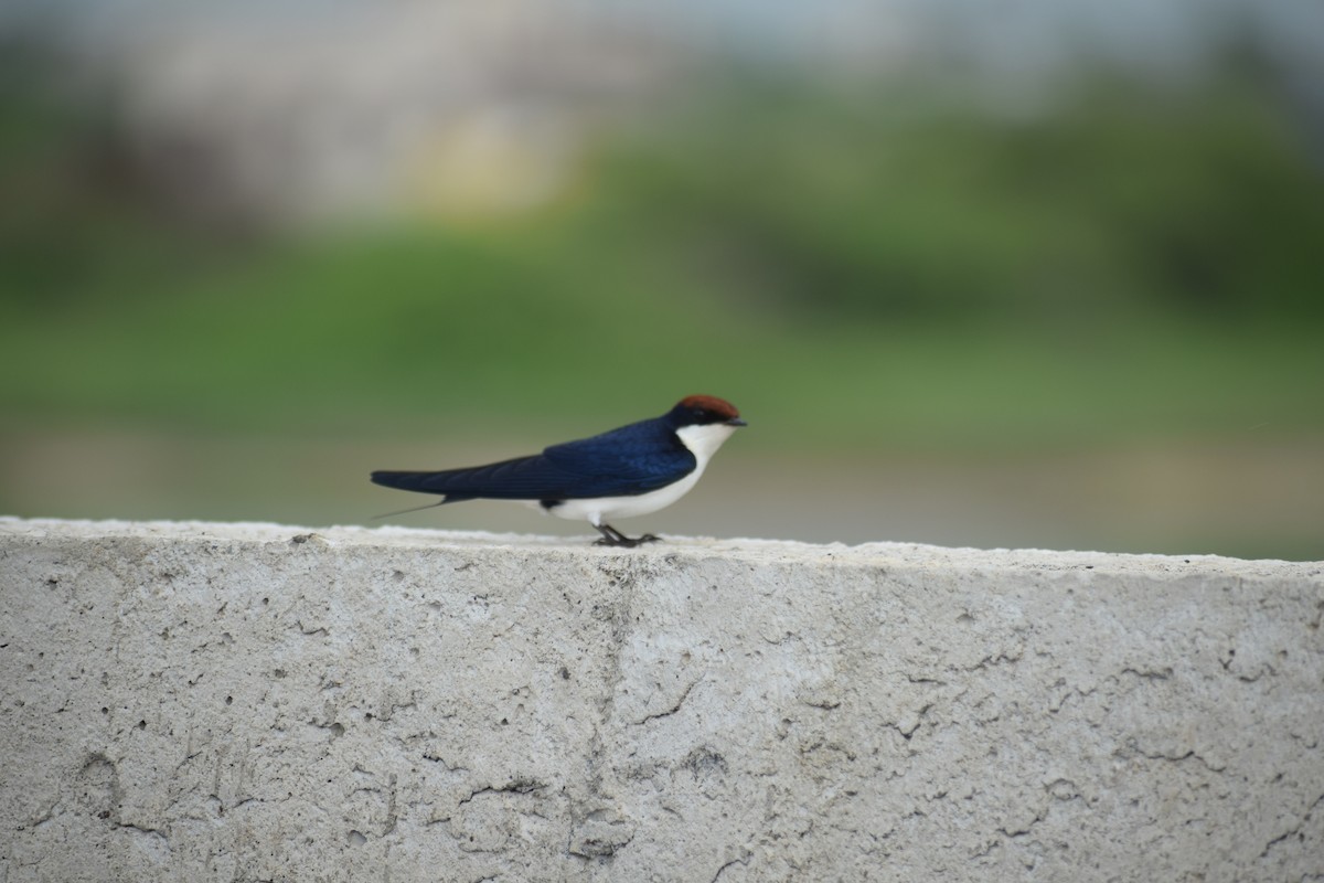 Wire-tailed Swallow - ML621403615
