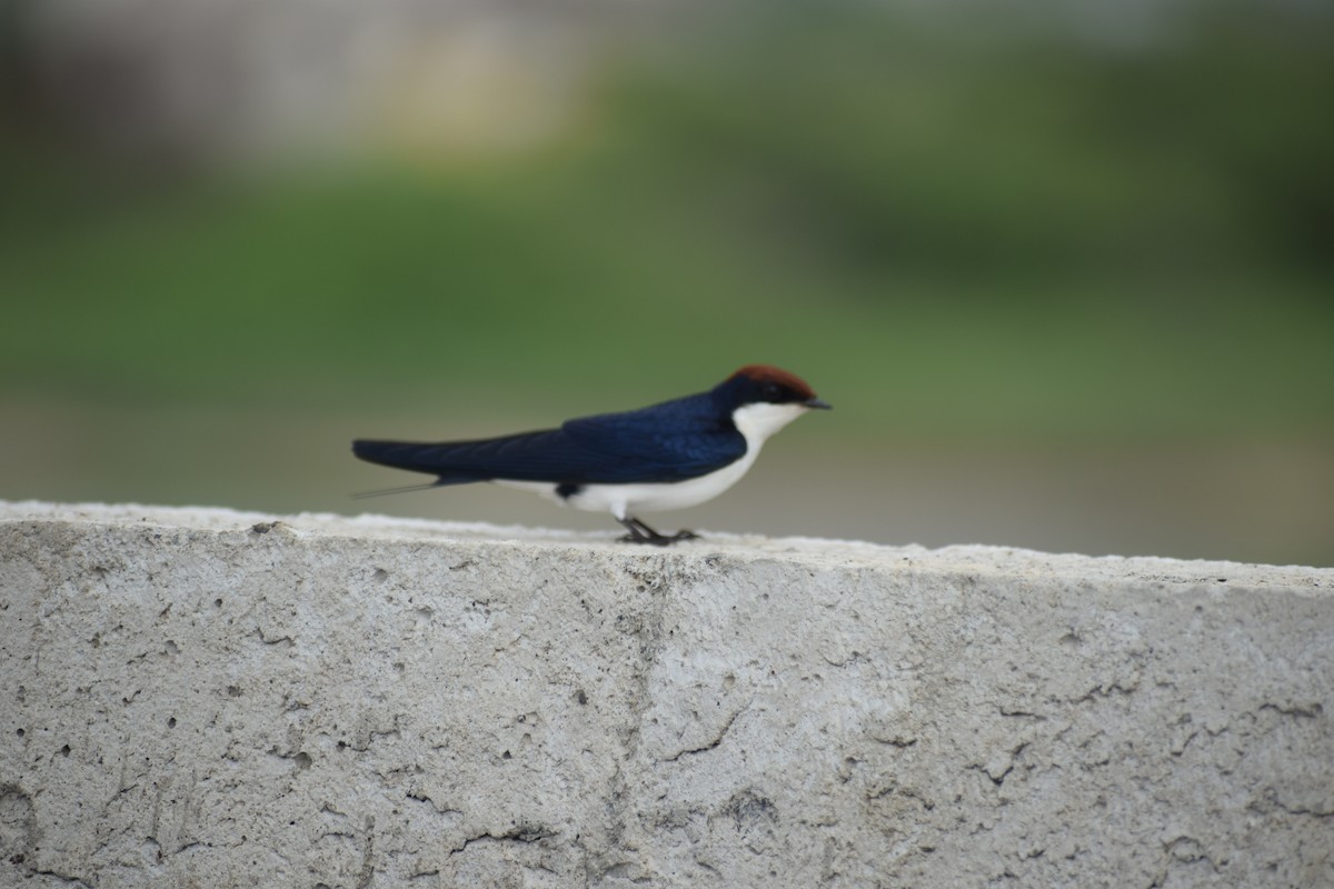 Wire-tailed Swallow - ML621403616
