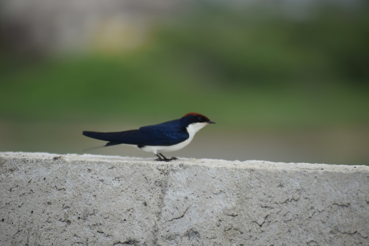 Wire-tailed Swallow - ML621403617