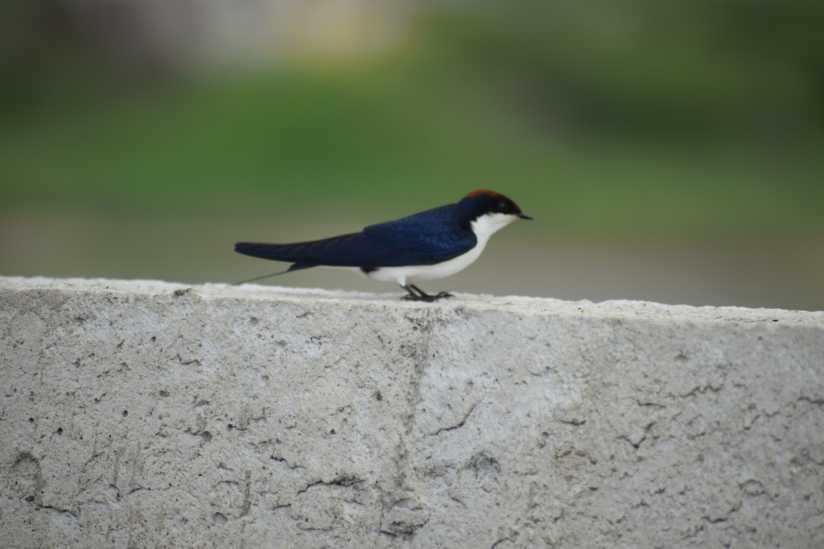 Wire-tailed Swallow - ML621403618