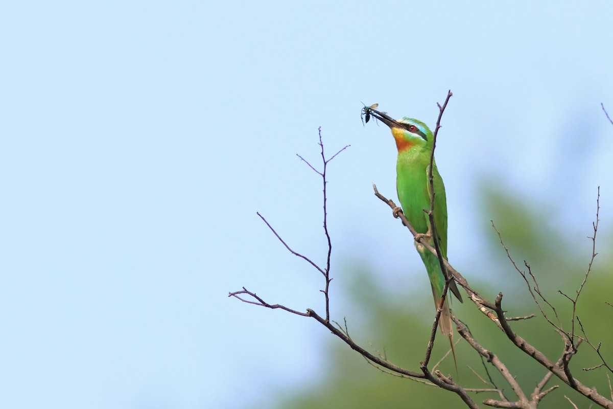 Blue-cheeked Bee-eater - ML621403630