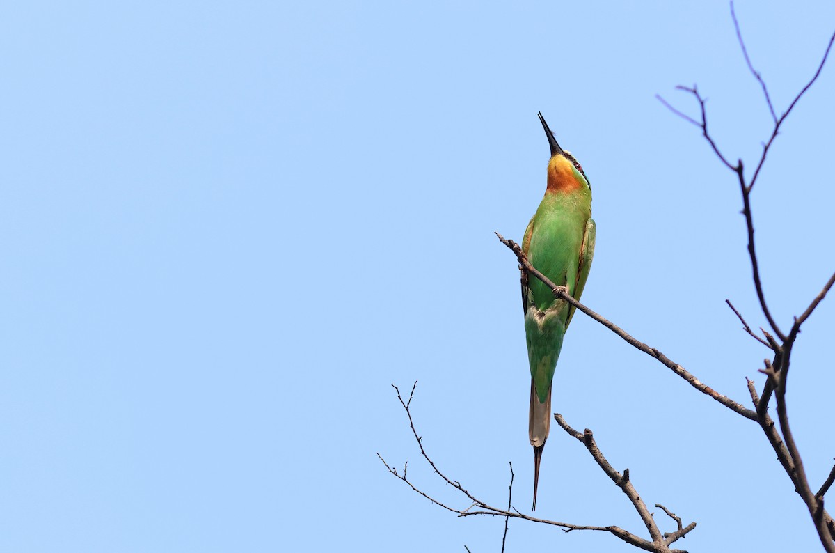 Blue-cheeked Bee-eater - ML621403631