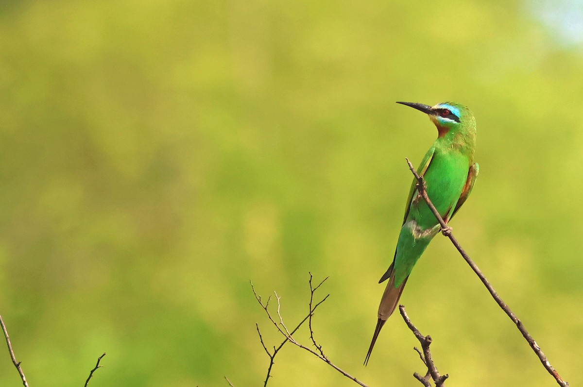 Blue-cheeked Bee-eater - ML621403632