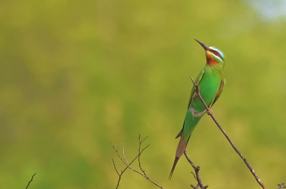 Blue-cheeked Bee-eater - ML621403633
