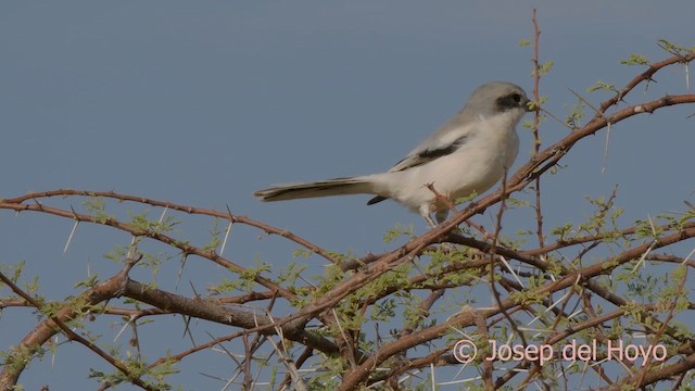 Great Gray Shrike (Sahara) - ML621403635