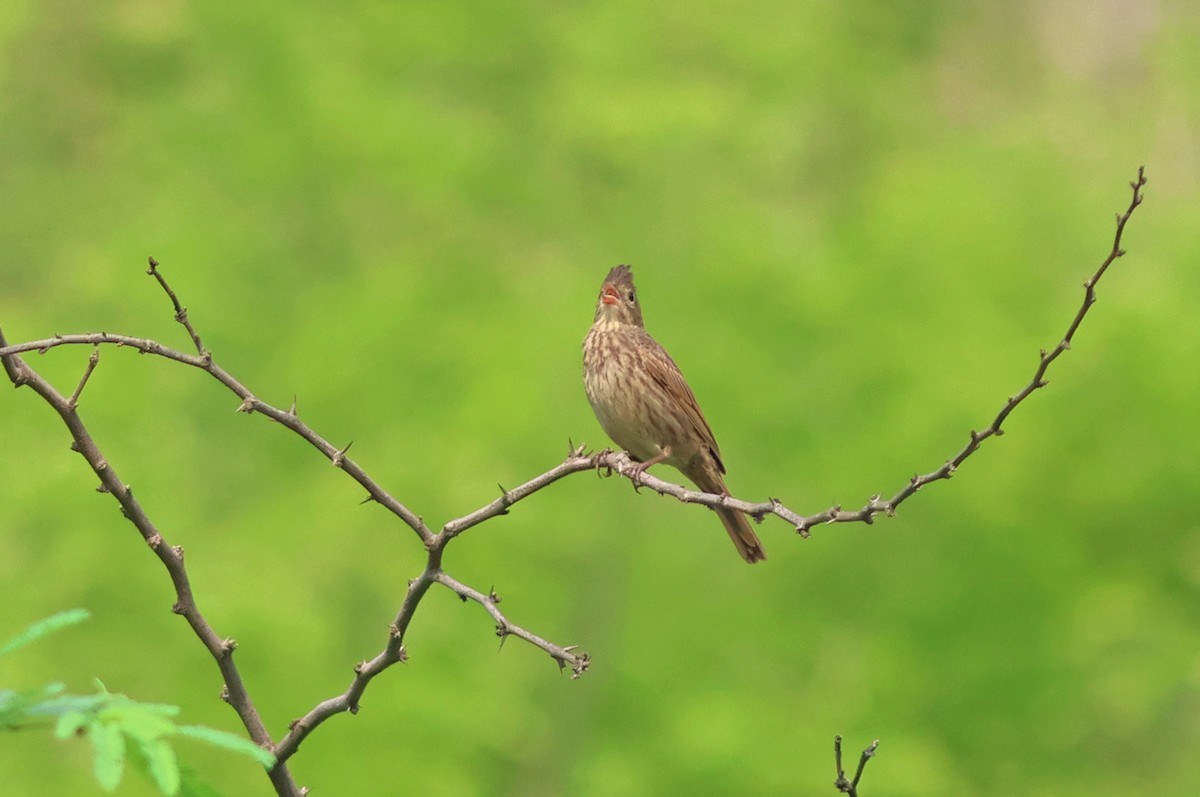 Crested Bunting - ML621403636